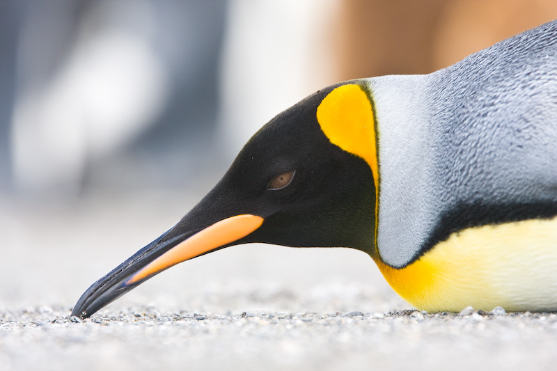 King Penguin